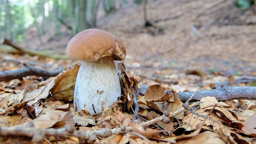 Porcini: o rei dos cogumelos