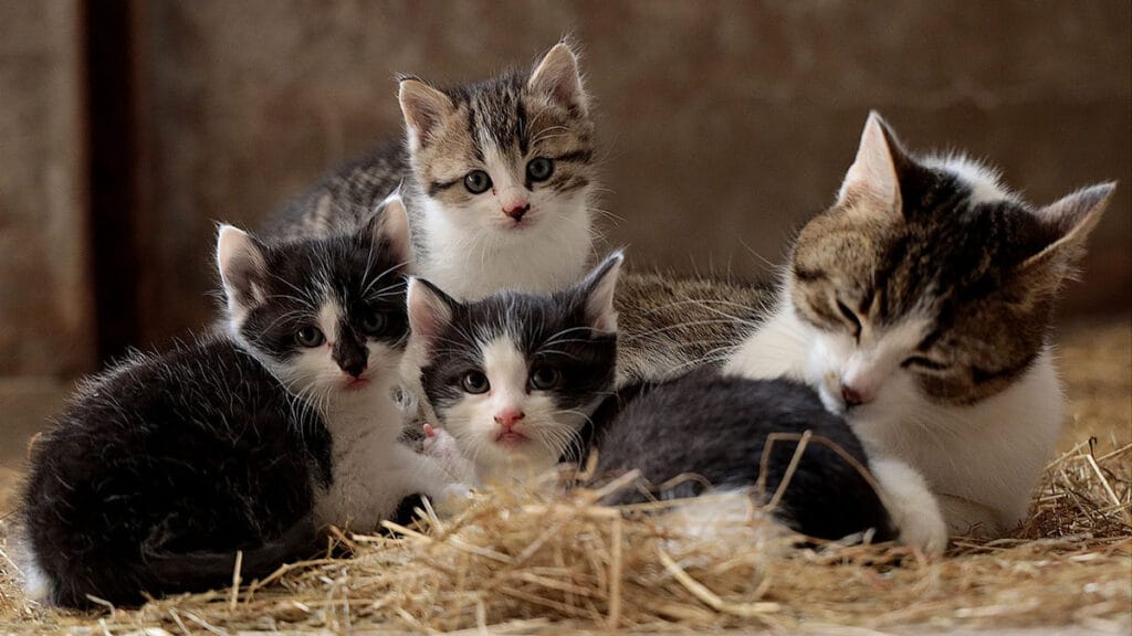 A resposta da ciência para a inteligência dos gatos