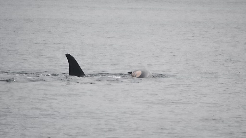 Mãe orca em luto carrega bebê morto pela segunda vez