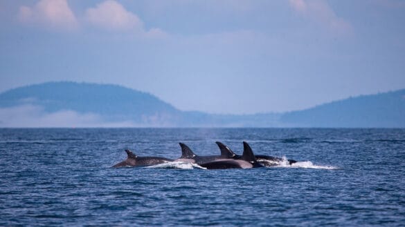 Mãe orca em luto carrega bebê morto pela segunda vez