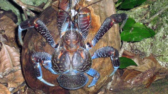 Birgus latro: o caranguejo gigante que "rouba cocos"