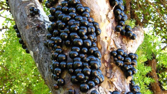 Você sabia? Jabuticaba não existe apenas no Brasil