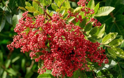 Você sabia que a pimenta-rosa é o fruto da aroeira?