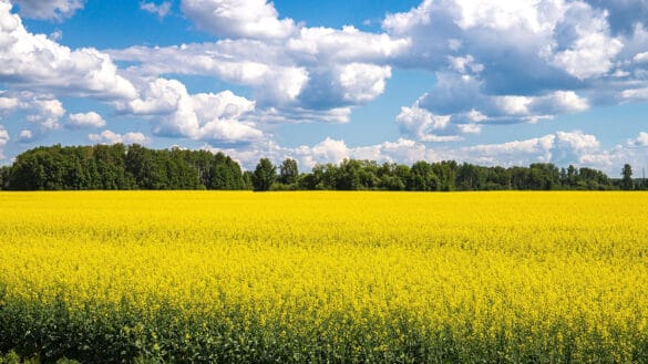 Conheça a origem do óleo de canola