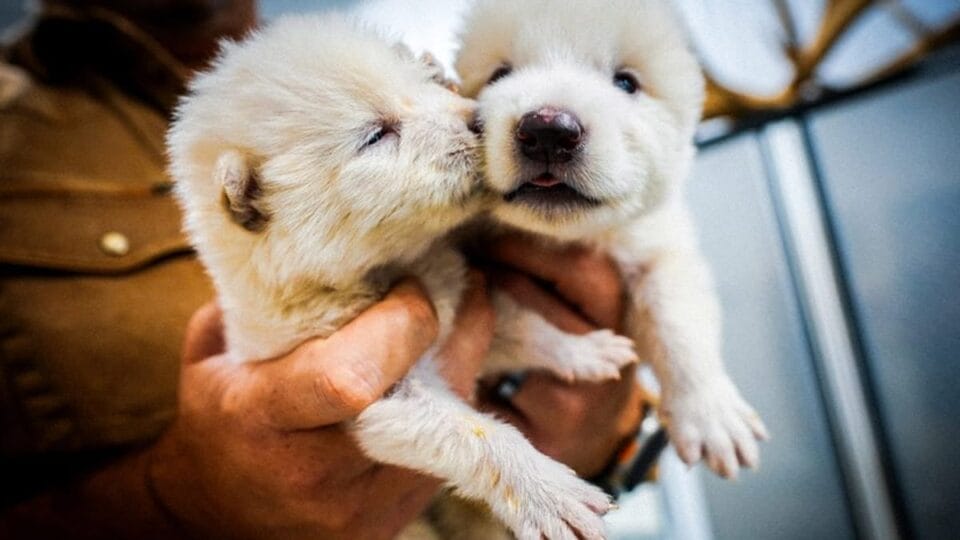 Colossal recria lobo terrível extinto há 12 mil anos