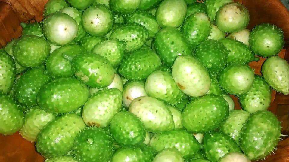 Os benefícios do maxixe