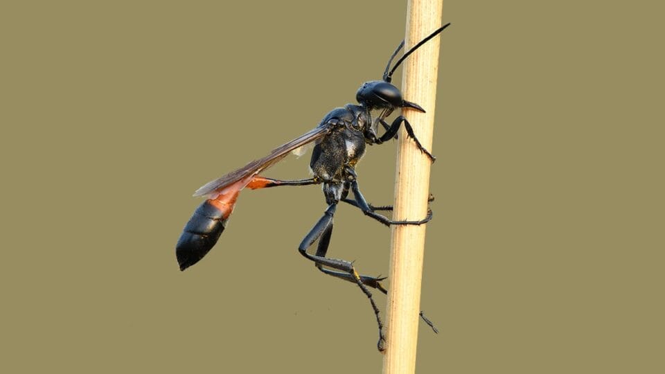 A memória das vespas escavadoras