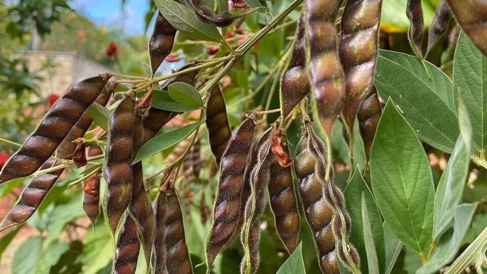 Conheça os benefícios do feijão guandu