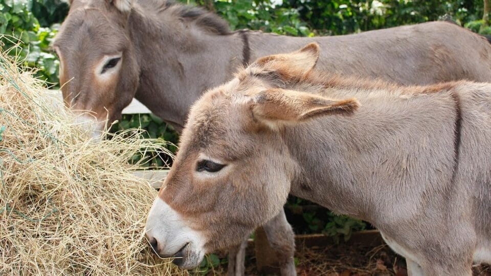 Pule: conheça o queijo de jumenta