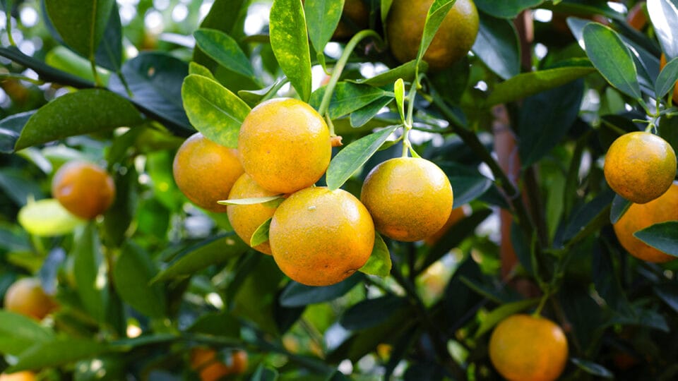 Frutas do Brasil que vieram de fora