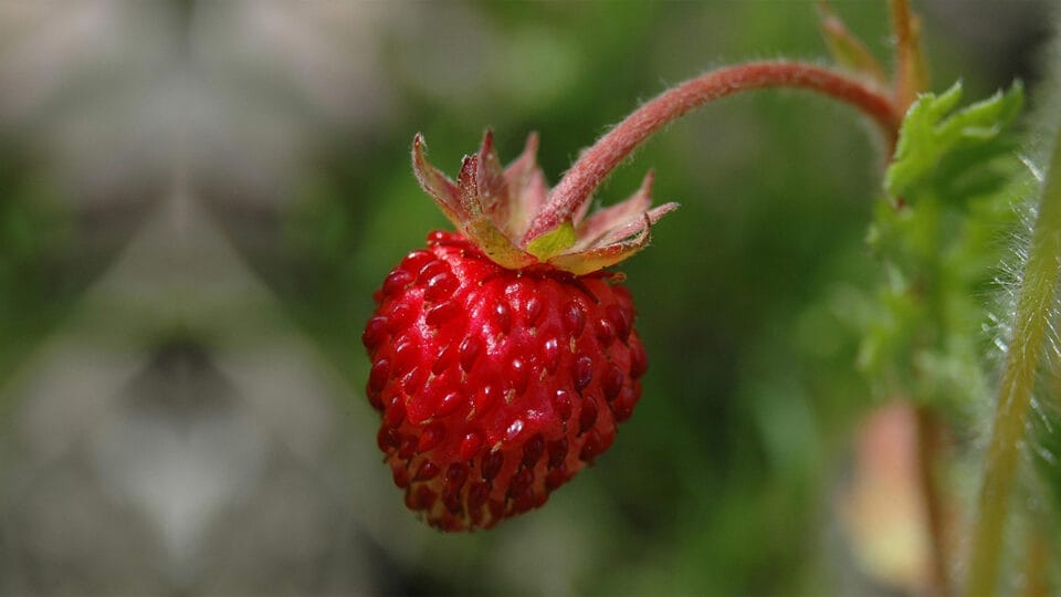 Conheça a origem do morango