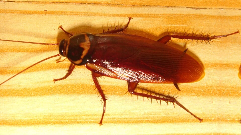 Baratas sobreviveram ao cataclismo que matou dinossauros