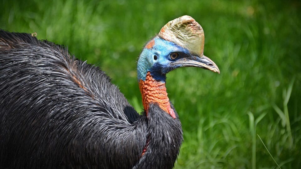 Casuar, a ave mais perigosa do mundo